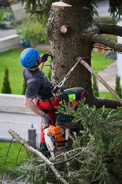 Best Storm Damage Tree Cleanup  in USA